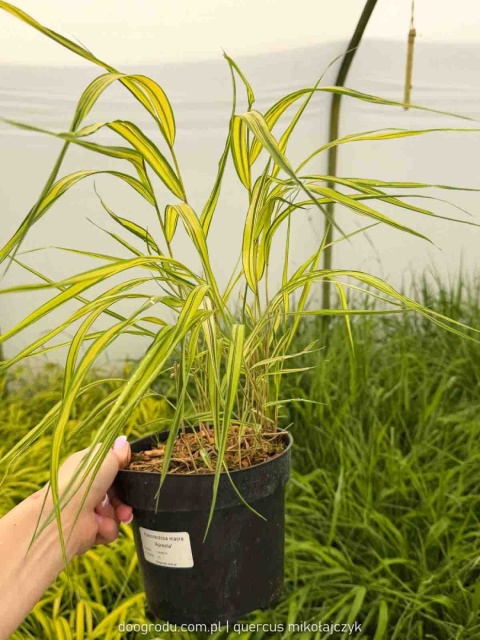 Hakonechloa Aureola macra smukła żółta paskowana sadzonka dwubarwna C2 XL