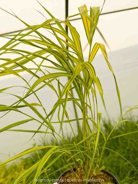 Hakonechloa Aureola macra smukła żółta paskowana sadzonka dwubarwna C2 XL