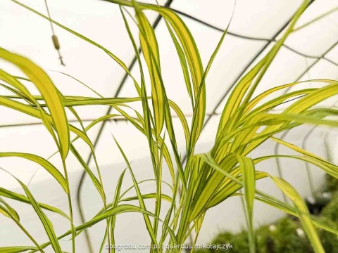 Hakonechloa Aureola macra smukła żółta paskowana sadzonka dwubarwna C2 XL