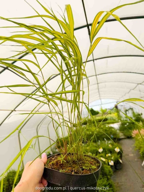 Hakonechloa Aureola macra smukła żółta paskowana sadzonka dwubarwna C2 XL
