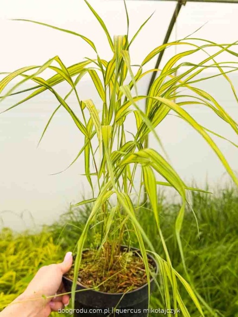 Hakonechloa Aureola macra smukła żółta paskowana sadzonka dwubarwna C2 XL