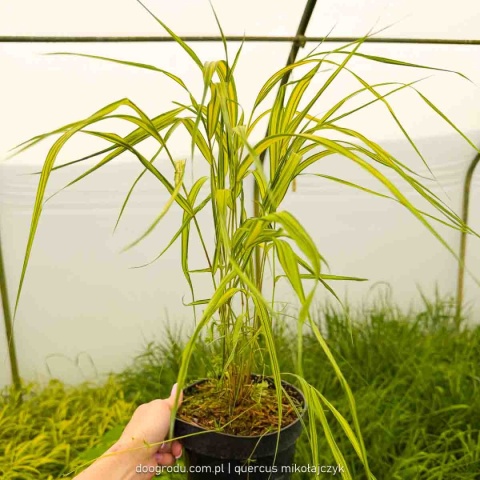 Hakonechloa Aureola macra smukła żółta paskowana sadzonka dwubarwna C2 XL