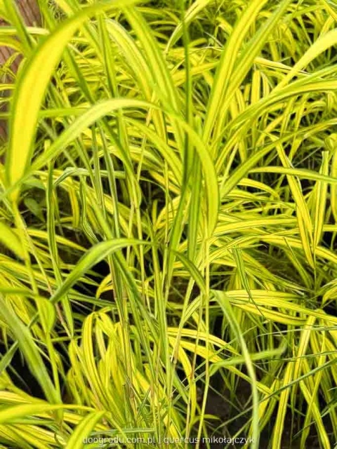 Hakonechloa Aureola macra smukła żółta paskowana sadzonka dwubarwna C2 XL