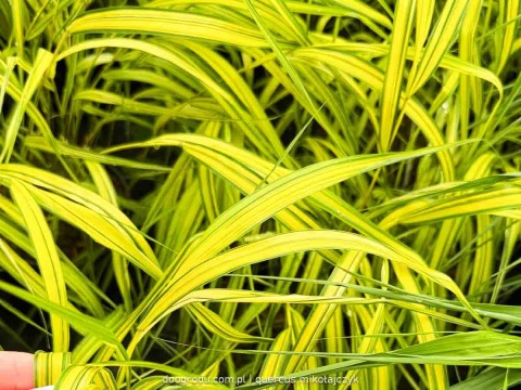 Hakonechloa Aureola macra smukła żółta paskowana sadzonka dwubarwna C2 XL