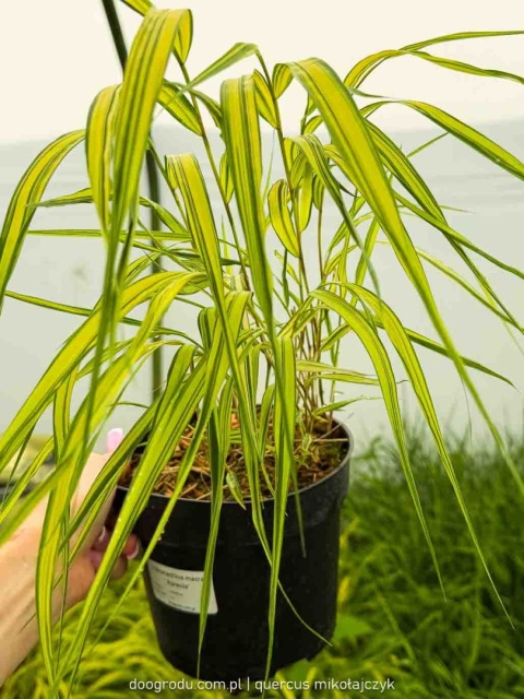 Hakonechloa Aureola macra smukła żółta paskowana sadzonka dwubarwna C2 XL