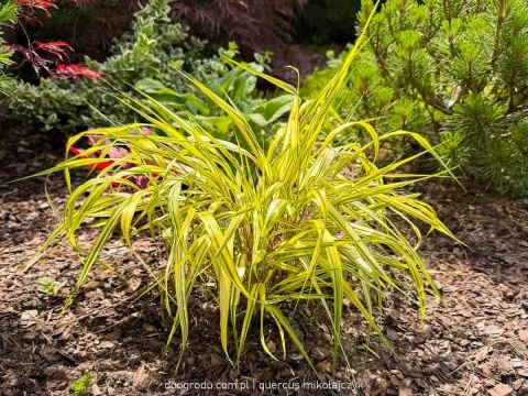 Hakonechloa Aureola macra smukła żółta paskowana sadzonka dwubarwna C2 XL