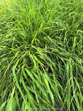Hakonechloa Beni Kaze zielona macra smukła Sadzonka XL 30cm Trawa do cienia