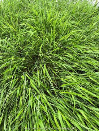 Hakonechloa Beni Kaze zielona macra smukła Sadzonka XL 30cm Trawa do cienia