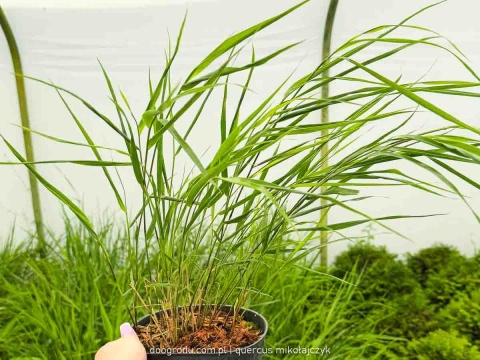 Hakonechloa Beni Kaze zielona macra smukła Sadzonka XL 30cm Trawa do cienia