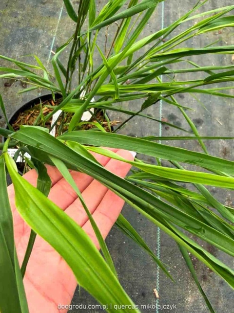 Hakonechloa Beni Kaze zielona macra smukła Sadzonka XL 30cm Trawa do cienia