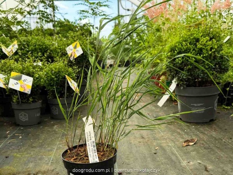 Hakonechloa Beni Kaze zielona macra smukła Sadzonka XL 30cm Trawa do cienia