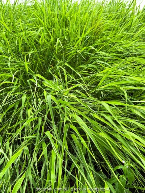 Hakonechloa Beni Kaze zielona macra smukła Sadzonka XL 30cm Trawa do cienia