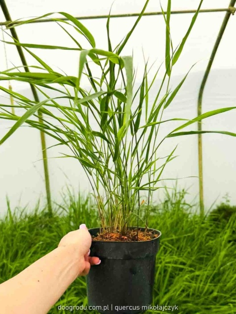 Hakonechloa Beni Kaze zielona macra smukła Sadzonka XL 30cm Trawa do cienia