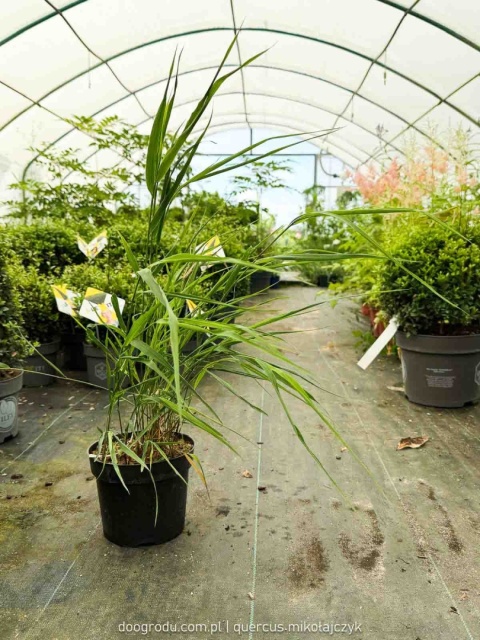 Hakonechloa Beni Kaze zielona macra smukła Sadzonka XL 30cm Trawa do cienia