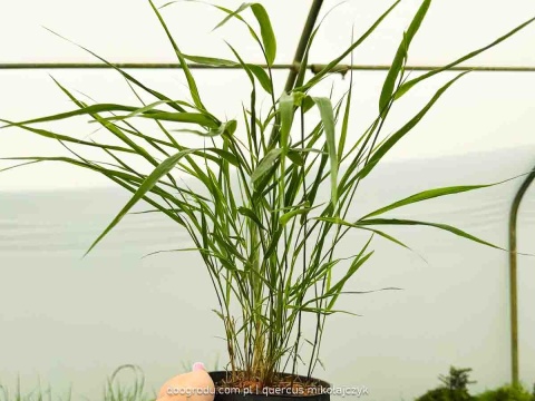 Hakonechloa Beni Kaze zielona macra smukła Sadzonka XL 30cm Trawa do cienia
