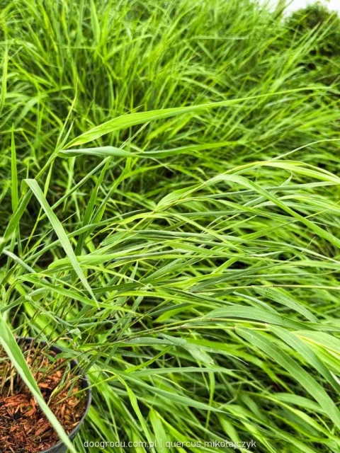 Hakonechloa Beni Kaze zielona macra smukła Sadzonka XL 30cm Trawa do cienia