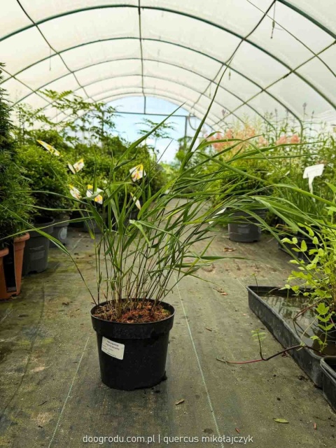 Hakonechloa Beni Kaze zielona macra smukła Sadzonka XL 30cm Trawa do cienia