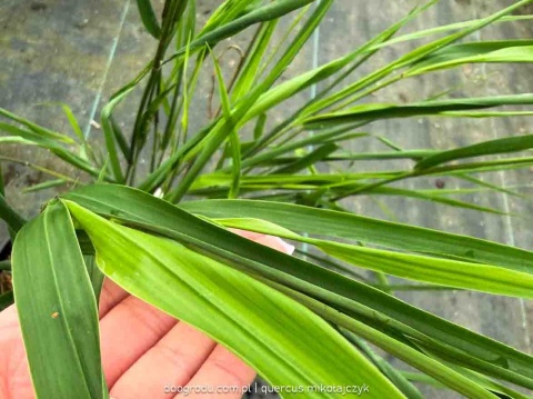 Hakonechloa Beni Kaze zielona macra smukła Sadzonka XL 30cm Trawa do cienia