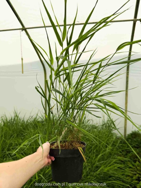 Hakonechloa Beni Kaze zielona macra smukła Sadzonka XL 30cm Trawa do cienia