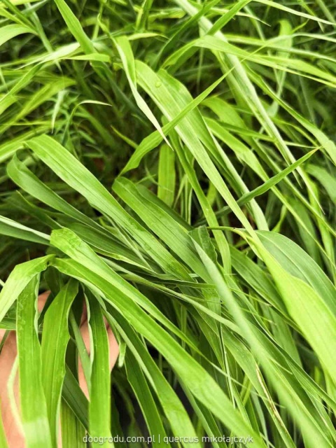 Hakonechloa Beni Kaze zielona macra smukła Sadzonka XL 30cm Trawa do cienia