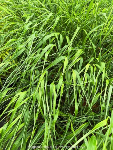 Hakonechloa Beni Kaze zielona macra smukła Sadzonka XL 30cm Trawa do cienia