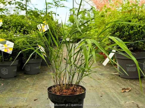 Hakonechloa Beni Kaze zielona macra smukła Sadzonka XL 30cm Trawa do cienia