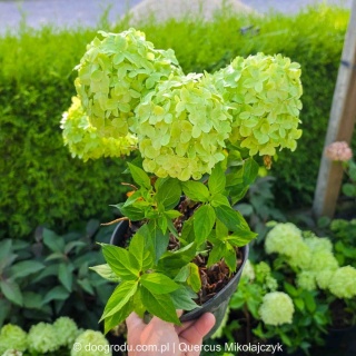 Hortensja bukietowa miniaturowa 'Little Spooky' Hydrangea paniculata XL C3