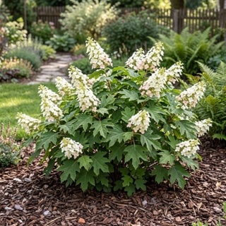 Hortensja dębolistna Ice Crystal PBR Hydrangea quercifolia C3 XL biała