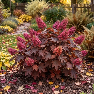 Hortensja dębolistna Ice Crystal PBR Hydrangea quercifolia C3 XL biała