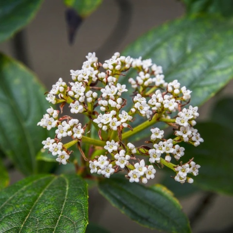 KALINA DAWIDA Viburnum davidii TURKUSOWE OWOCE Zimozielona C3