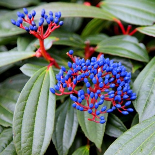 KALINA DAWIDA Viburnum davidii TURKUSOWE OWOCE Zimozielona C3