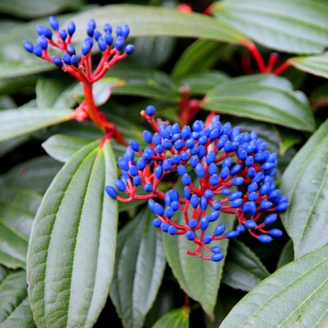 KALINA DAWIDA Viburnum davidii TURKUSOWE OWOCE Zimozielona C3
