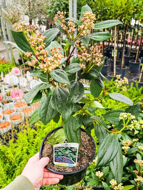 KALINA DAWIDA Viburnum davidii TURKUSOWE OWOCE Zimozielona C3