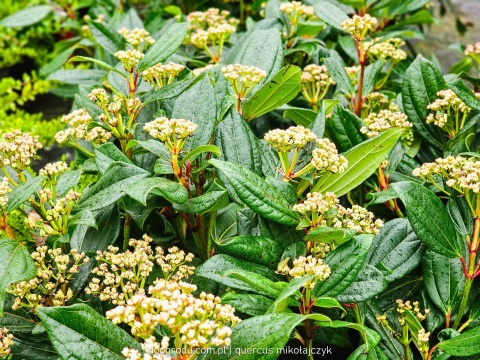 KALINA DAWIDA Viburnum davidii TURKUSOWE OWOCE Zimozielona C3
