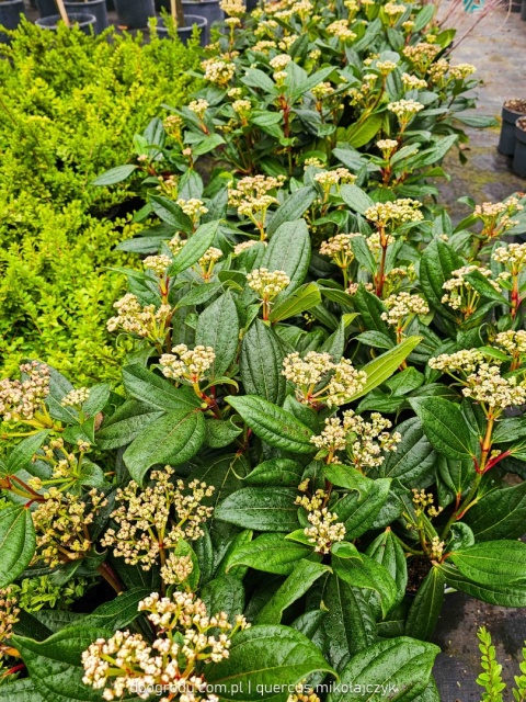 KALINA DAWIDA Viburnum davidii TURKUSOWE OWOCE Zimozielona C3