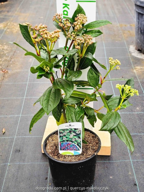 KALINA DAWIDA Viburnum davidii TURKUSOWE OWOCE Zimozielona C3