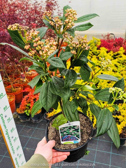 KALINA DAWIDA Viburnum davidii TURKUSOWE OWOCE Zimozielona C3