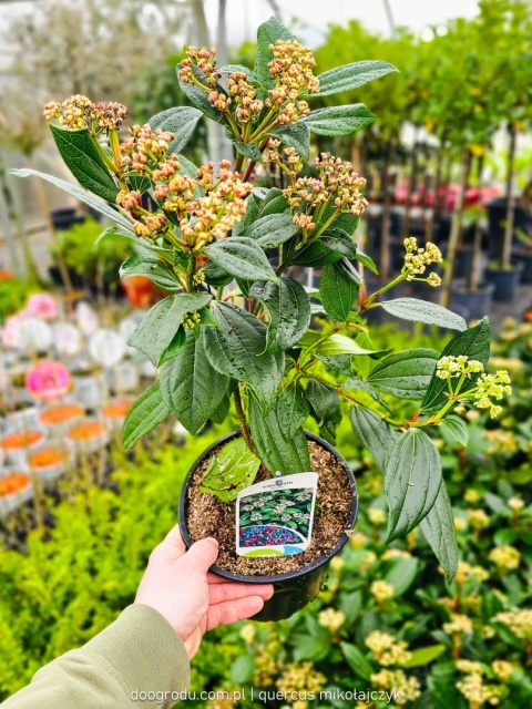 KALINA DAWIDA Viburnum davidii TURKUSOWE OWOCE Zimozielona C3