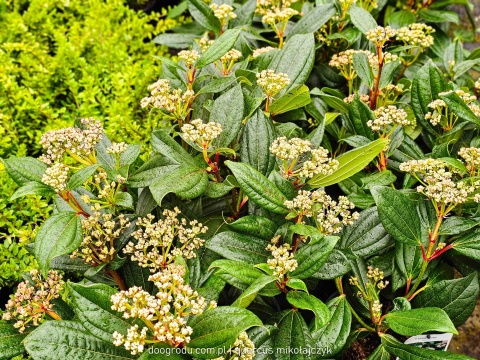 KALINA DAWIDA Viburnum davidii TURKUSOWE OWOCE Zimozielona C3