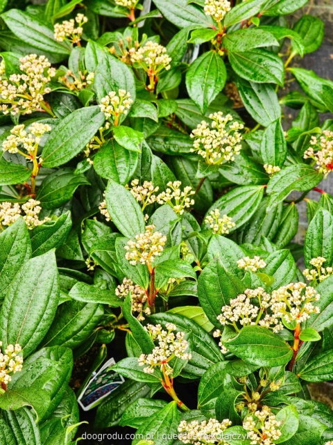 KALINA DAWIDA Viburnum davidii TURKUSOWE OWOCE Zimozielona C3