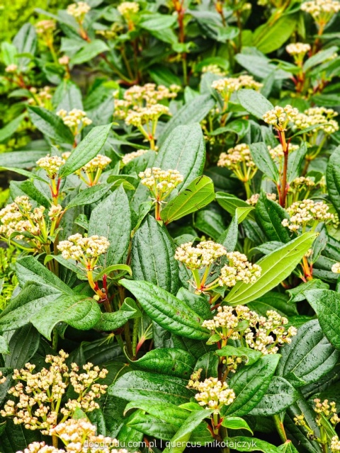 KALINA DAWIDA Viburnum davidii TURKUSOWE OWOCE Zimozielona C3