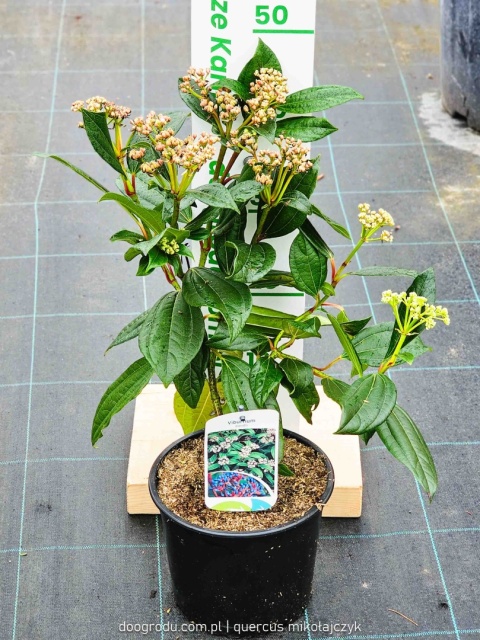KALINA DAWIDA Viburnum davidii TURKUSOWE OWOCE Zimozielona C3