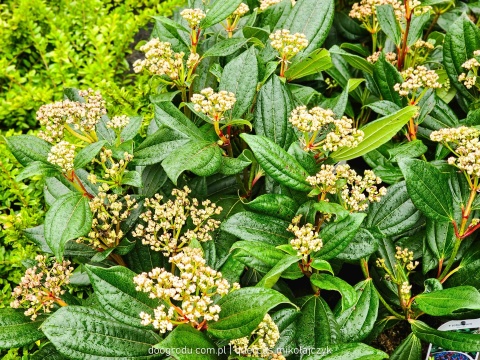 KALINA DAWIDA Viburnum davidii TURKUSOWE OWOCE Zimozielona C3