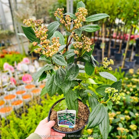 KALINA DAWIDA Viburnum davidii TURKUSOWE OWOCE Zimozielona C3
