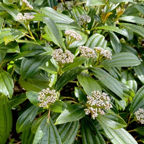 KALINA DAWIDA Viburnum davidii TURKUSOWE OWOCE Zimozielona C3