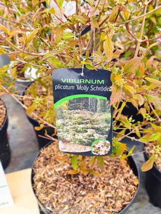 KALINA JAPOŃSKA Viburnum 'Molly Schroeder' RÓŻOWE KWIATY piętrowy pokrój C10