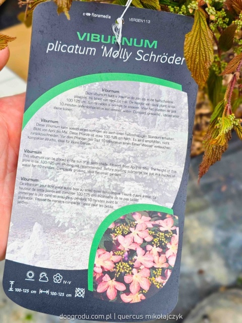KALINA JAPOŃSKA Viburnum 'Molly Schroeder' RÓŻOWE KWIATY piętrowy pokrój C10