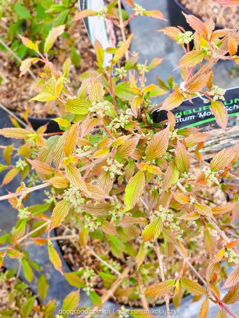 KALINA JAPOŃSKA Viburnum 'Molly Schroeder' RÓŻOWE KWIATY piętrowy pokrój C10