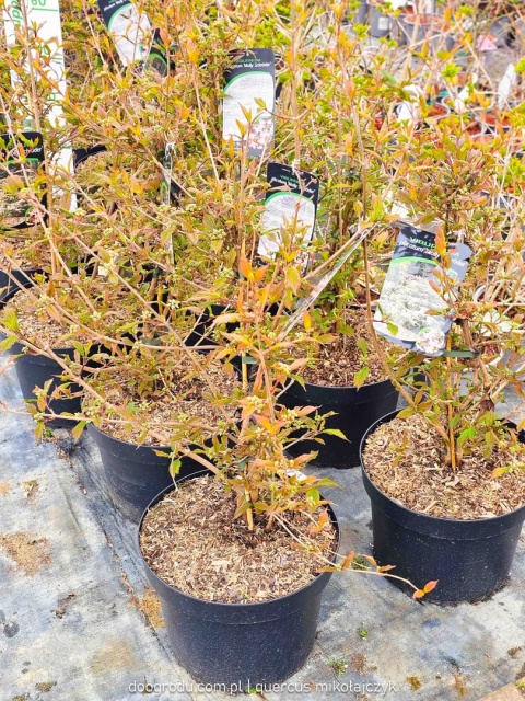 KALINA JAPOŃSKA Viburnum 'Molly Schroeder' RÓŻOWE KWIATY piętrowy pokrój C10