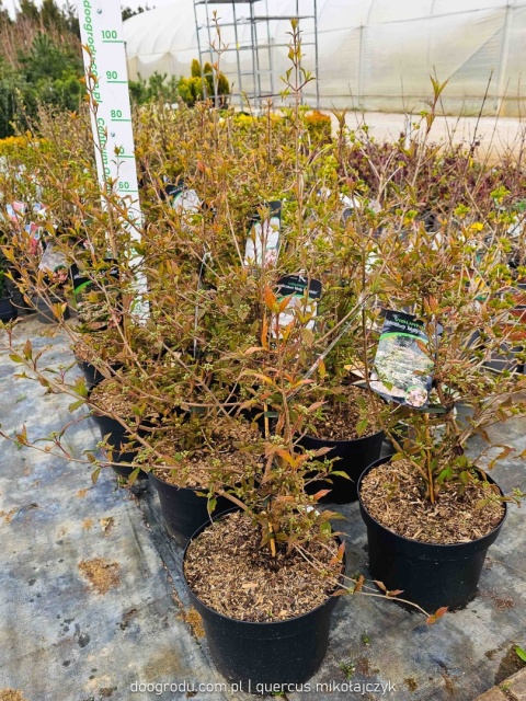 KALINA JAPOŃSKA Viburnum 'Molly Schroeder' RÓŻOWE KWIATY piętrowy pokrój C10